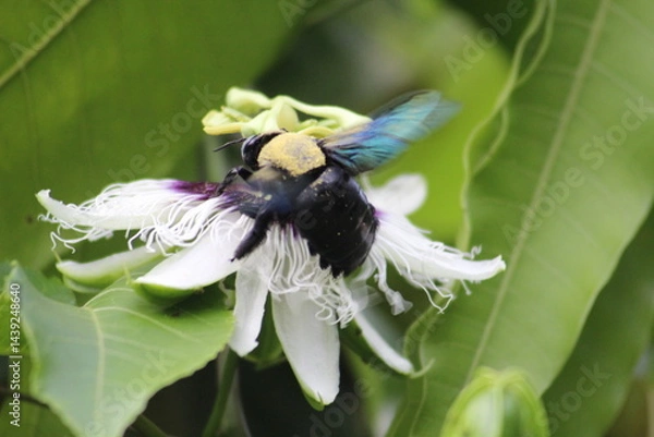 Fototapeta Bumblebee
