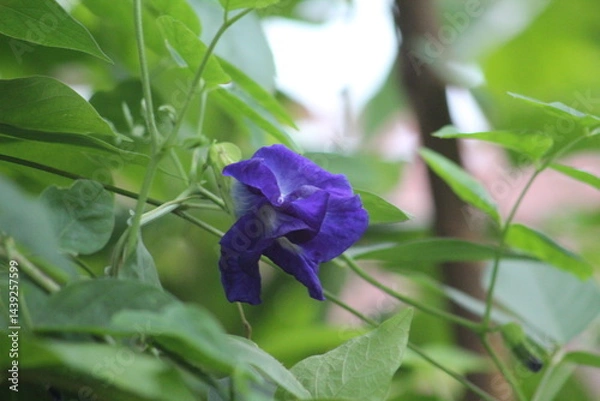 Obraz blue iris flower