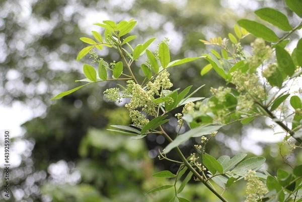 Obraz Simarouba glauca