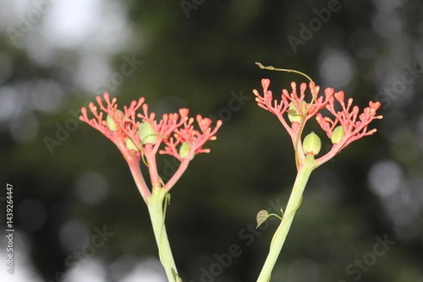 Fototapeta Jatropha podagrica
