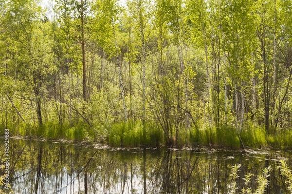 Fototapeta The river