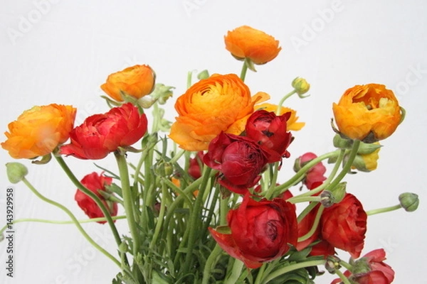 Fototapeta Ranunculus in red and orange against white