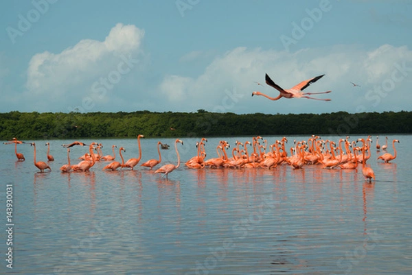 Obraz Widok na różowe flamingos w Celestun w Meksyku