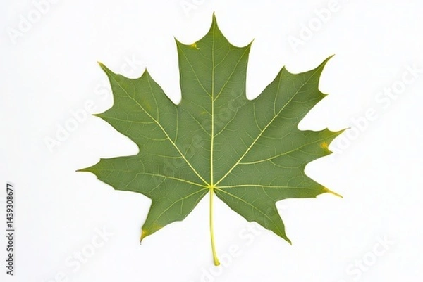 Fototapeta Large green maple leaf isolated on white background showcasing intricate vein patterns
