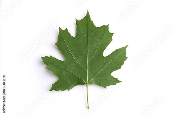 Obraz Large green maple leaf isolated on white background showcasing its detailed texture