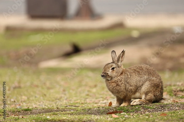 Fototapeta 大久野島のうさぎ