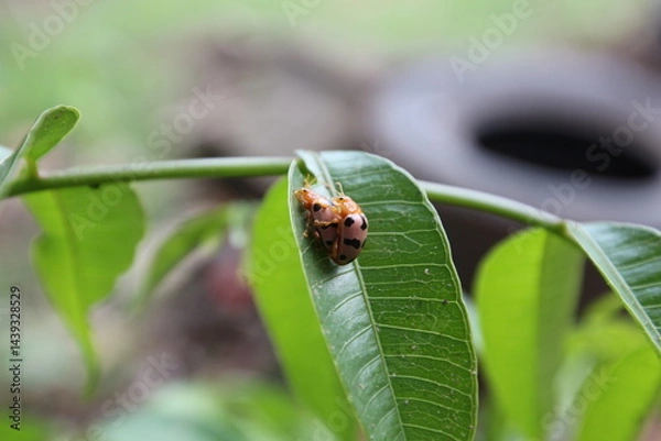 Fototapeta Aspidimorpha miliaris