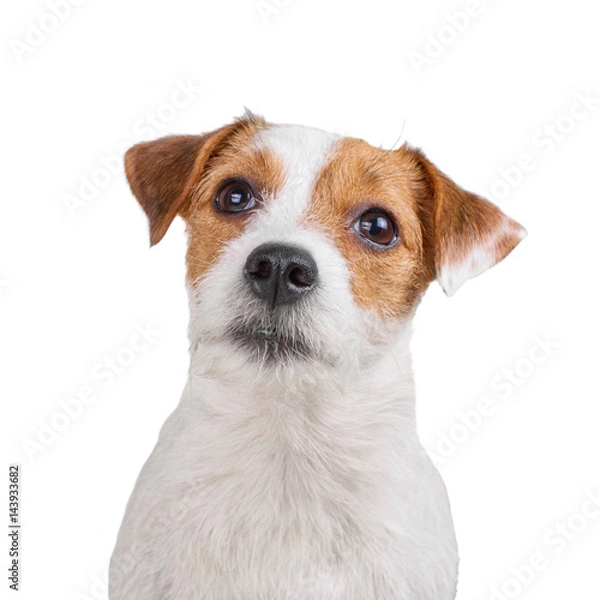 Fototapeta Smart dog looking at camera isolated on white