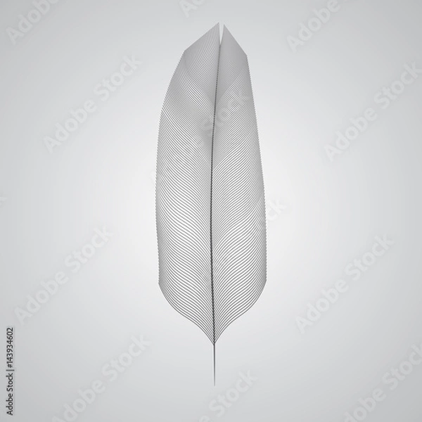 Obraz Feather. Light background.