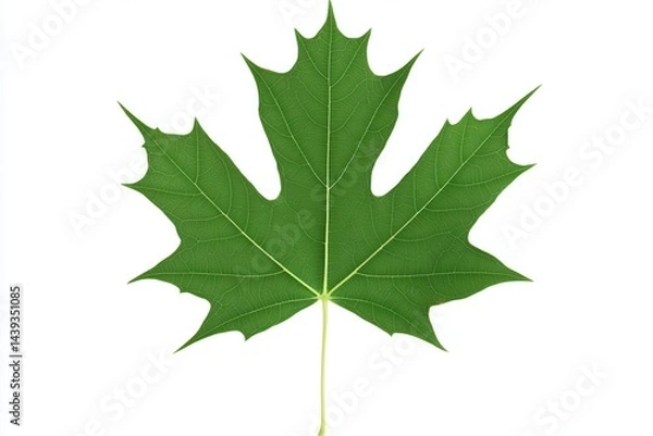 Obraz Vibrant green maple leaf showcasing intricate vein patterns against a clean white background (1)
