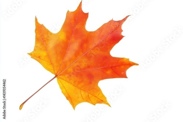 Fototapeta Vibrant orange maple leaf isolated on white background, showcasing autumn colors and details