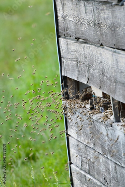 Fototapeta Bienen, Bienenhaus, Bienstock, Bienenkästen