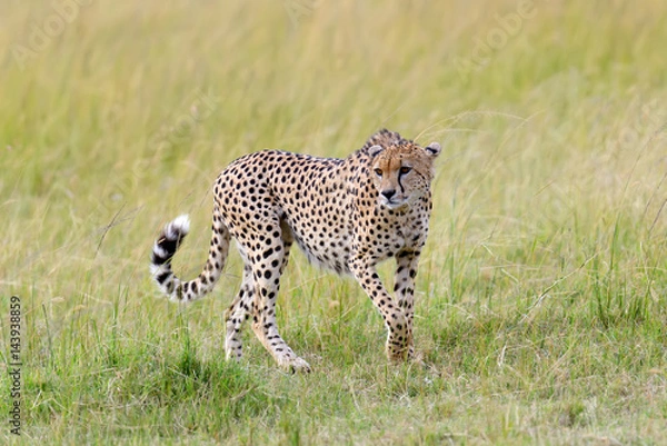 Obraz Wild african cheetah