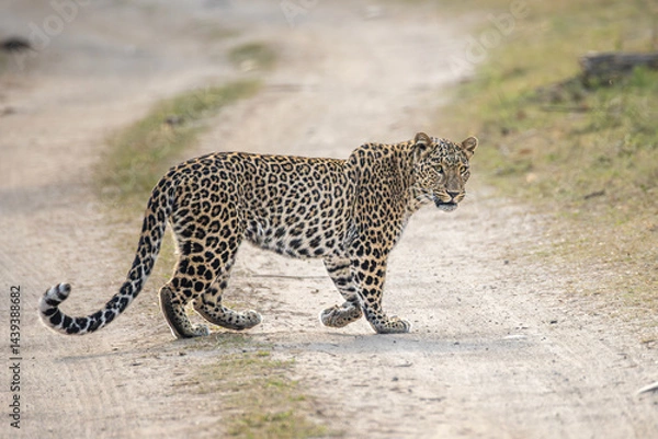 Obraz Indian leopard