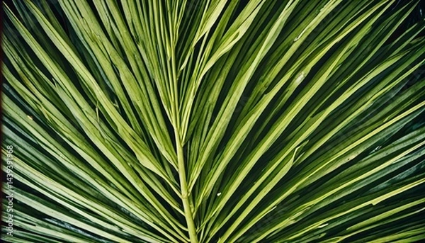 Fototapeta Stunning Abstract summer palm leaf patterns