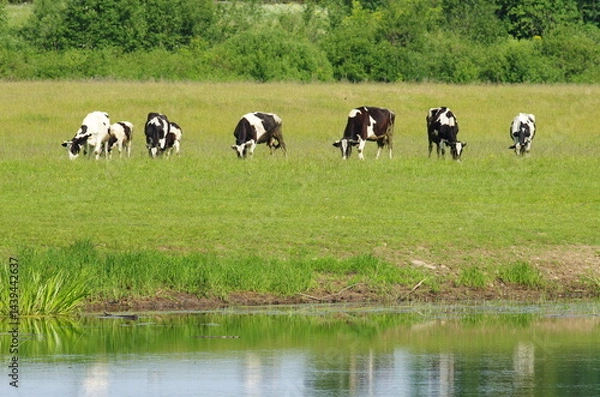 Fototapeta Small rural herd of several adult cows and calves eat grass on the riverbank in the summer