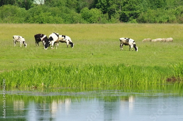 Fototapeta One cow with four calves and sheep graze on the riverbank during the summer season