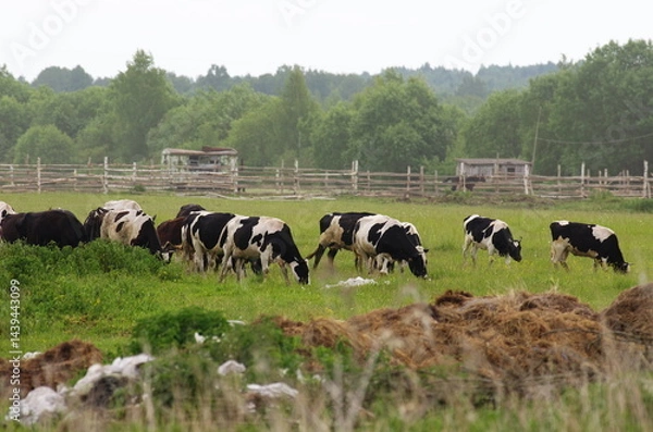 Fototapeta Spotted cows graze in a field with a cattle pen in the background and piles of discarded hay and pieces of plastic film in the foreground