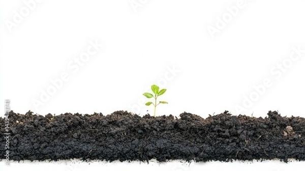 Obraz Isolated patch of black soil with small leaf sprouting on white background.