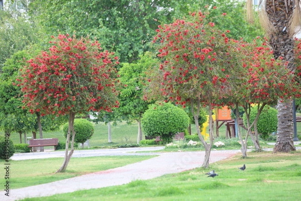 Obraz callistemon citrinus trees in a park,  also known as bottle brush