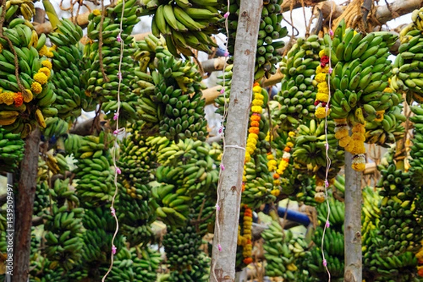Fototapeta hindu banana festival in baga goa