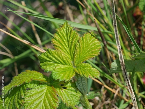 Obraz Blackberry Leaves in Spring. Delicate green blackberry leaves sprout among thorny branches. Capturing the awakening of spring and new beginnings in detail.