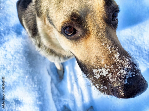 Fototapeta Dog playing in the snow enjoying a winter day with snow on its nose in a bright environment