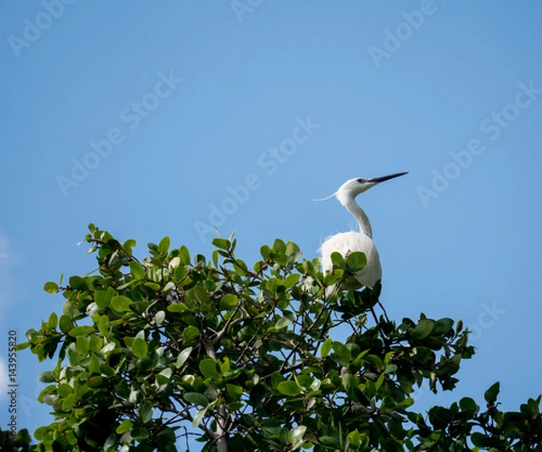 Fototapeta tree leaf from bottom view with small white bird