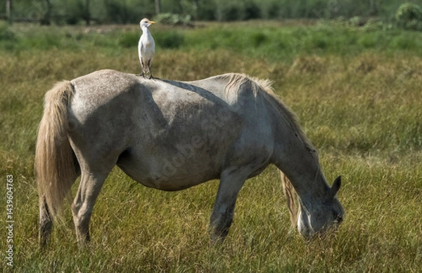 Fototapeta Horse eating the grass and a cattle egret on it watching the field