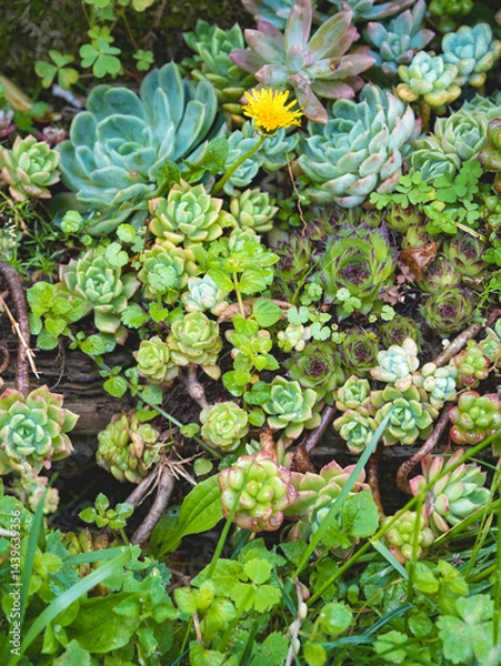 Obraz close up of succulents plants