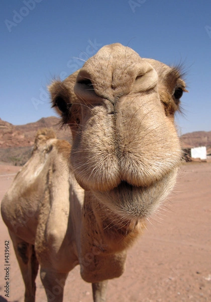 Fototapeta wielbłąd