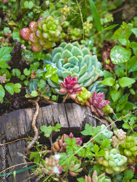 Obraz close up of succulents plants