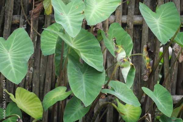 Fototapeta Taro plant thrives in wetlands, while dragonflies hover nearby, symbolizing balance in tropical ecosystems