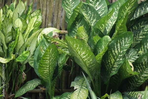 Fototapeta Taro plant thrives in wetlands, while dragonflies hover nearby, symbolizing balance in tropical ecosystems