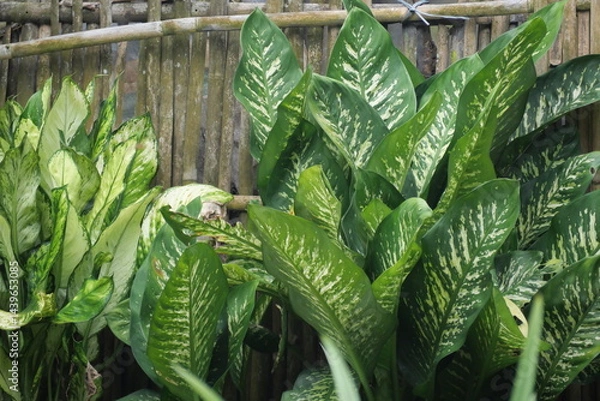 Fototapeta Taro plant thrives in wetlands, while dragonflies hover nearby, symbolizing balance in tropical ecosystems