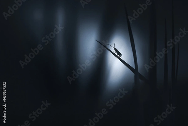 Fototapeta Silhouette of an insect in the grass against the moonlight. Atmospheric photography that conveys the mystery, enigma and beauty of nature. Minimalistic image of the beauty of macro nature.
