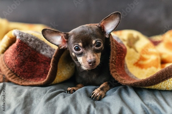 Fototapeta A small puppy Russian Toy Terrier, Chihuahua, wrapped in a blanket. The image conveys coziness, comfort, cuteness, love for animals and homeliness. A touching and attractive image of pets.