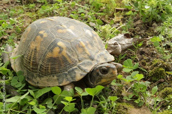 Obraz Box turtle in the woods