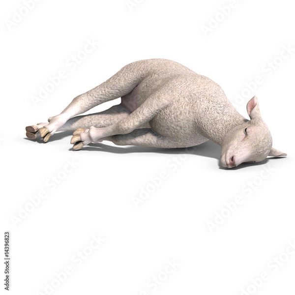 Obraz lamb
