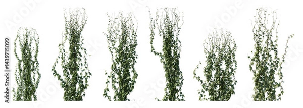 Obraz Climbing creeper ivy plant isolated png on a transparent background premium cutout. Creepers branches with ivy leaves, lush climbing plants