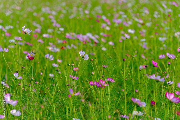 Fototapeta 初秋に咲くコスモスの花畑