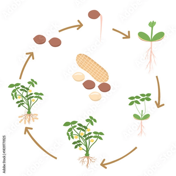 Obraz An educational diagram illustrating the life cycle of a peanut plant, from seed germination to harvesting. This flat-style visual is ideal for teaching biology or science to kids 