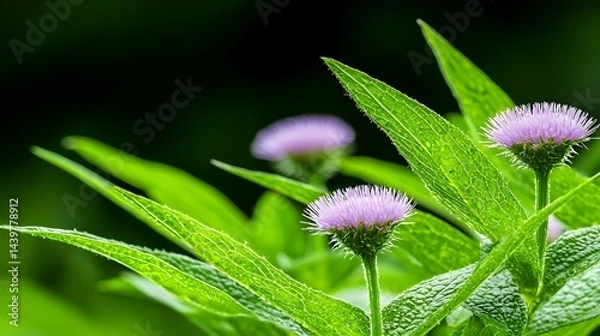 Obraz Close Up of Purple Flowers and Green Leaves in Nature