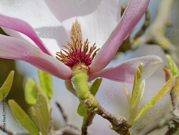 Obraz The tulip magnolia blooms softly in white-pink. Its stamen carries dark pollen. A spring wonder that enchants nature.