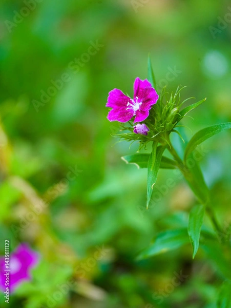 Obraz close up of Sweet William flower