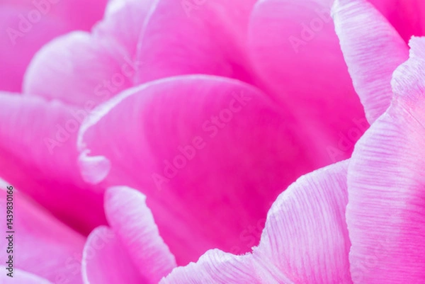 Obraz close up of petals of pink tulip flower