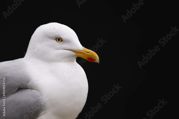 Obraz Close-up of the head of a seagull. The yellow beak is prominent. Black background