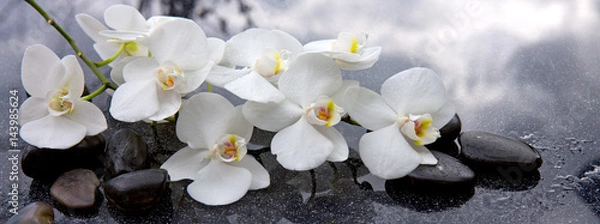 Fototapeta White orchid and black stones close up.