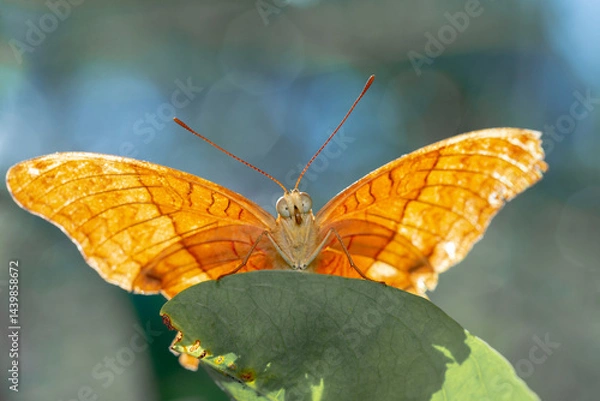 Obraz Beautiful and Vibrant Orange Butterfly on a Leaf
