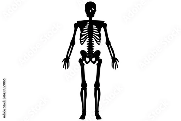 Fototapeta Anatomical human skeleton full body black silhouette on white background, skeleton, human, anatomy, silhouette, vector, bone, medical, body, health, science, skeletal, system, biology, dead, death